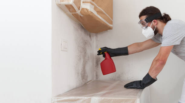 Professional Basement Mold Removal technician working in Sunbury, PA
